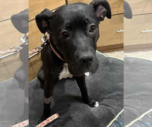 Medium Photo #5 American Pit Bull Terrier-Staffordshire Bull Terrier Mix Puppy For Sale in La Verne, CA, USA