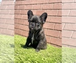 Small Photo #20 French Bulldog Puppy For Sale in LOS ANGELES, CA, USA