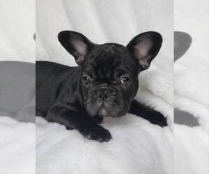French Bulldog Puppy for sale in PINCKNEY, MI, USA