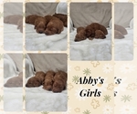 Small Photo #7 Goldendoodle Puppy For Sale in AZLE, TX, USA