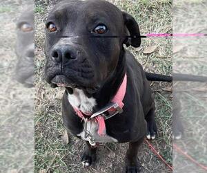 American Staffordshire Terrier-Unknown Mix Dogs for adoption in San Antonio, TX, USA