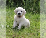 Small Photo #8 English Cream Golden Retriever Puppy For Sale in MARION CENTER, PA, USA