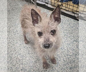 Sanders - Male Chihuahua-Unknown Mix Dog for Adoption - Photo #6