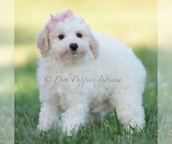 Medium Photo #1 Goldendoodle (Miniature) Puppy For Sale in WARSAW, IN, USA