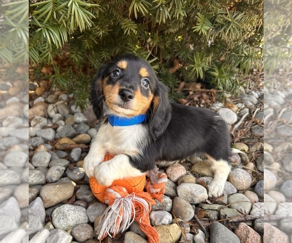 Medium Photo #1 Dachshund Puppy For Sale in MIDDLEBURY, IN, USA