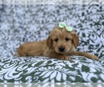 Small #2 Goldendoodle