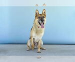 Small #1 German Shepherd Dog