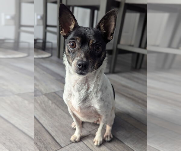 Medium Photo #2 Rat-Cha Puppy For Sale in Sykesville, MD, USA