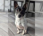 Small #1 Rat-Cha