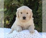 Small Photo #5 Goldendoodle Puppy For Sale in NEW ENTERPRISE, PA, USA