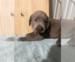 Puppy Ellie Labrador Retriever