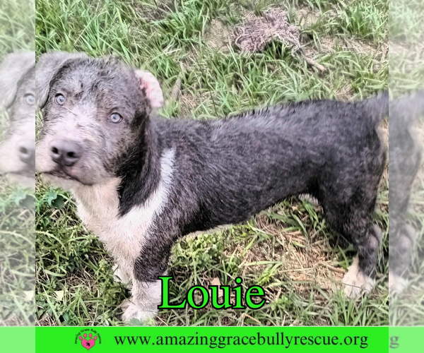 Medium Photo #3 American Bulldog-Unknown Mix Puppy For Sale in Pensacola, FL, USA