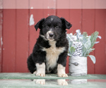 Puppy Gloria Border Collie-English Shepherd Mix