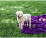 Small #2 Golden Retriever