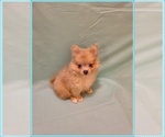 Small #2 Pomeranian