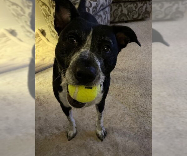 Medium Photo #4 Mutt Puppy For Sale in Candler, NC, USA