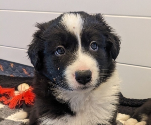 Medium Photo #1 Border Collie Puppy For Sale in HARRISON, ID, USA