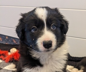 Medium Border Collie