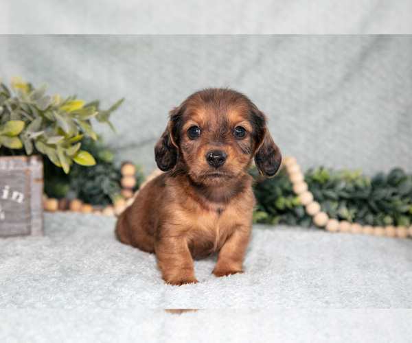 Medium Photo #9 Dachshund Puppy For Sale in NAPPANEE, IN, USA