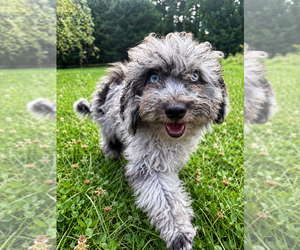 Cavapoo (Miniature) Puppy for sale in DURHAM, CT, USA
