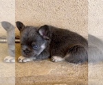 Small #10 French Bulldog