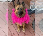Small #4 German Shepherd Dog