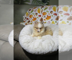 Pomeranian Puppy for sale in COOKEVILLE, TN, USA