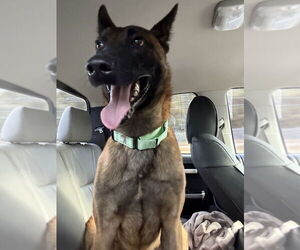 Mutt Dogs for adoption in Imlay City, MI, USA