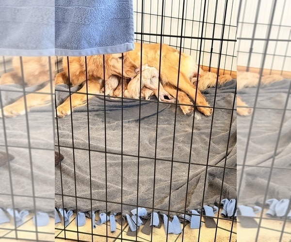 Medium Photo #4 Golden Retriever Puppy For Sale in CHIPPEWA FALLS, WI, USA