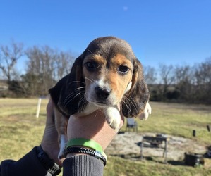 Beagle Puppy for sale in BUFFALO, MO, USA