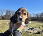 Small Beagle