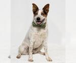 Small #5 Australian Cattle Dog