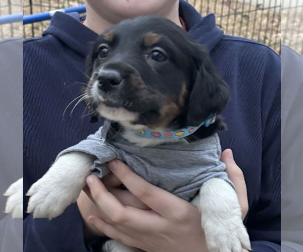Medium Photo #3 Labrador Retriever-Unknown Mix Puppy For Sale in Holly Springs, NC, USA