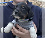 Small #2 Labrador Retriever Mix