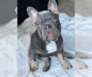 French Bulldog Puppy for sale in PALO ALTO, CA, USA