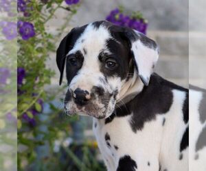 Great Dane Puppy for sale in LEBANON, PA, USA