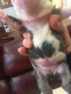 Small Photo #5 English Bulldog Puppy For Sale in HILLSBORO, NC, USA