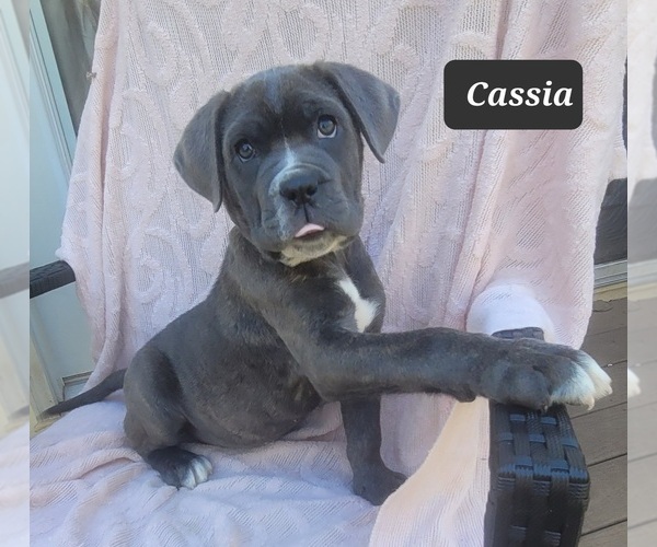 Medium Photo #7 Cane Corso Puppy For Sale in MINERAL WELLS, WV, USA