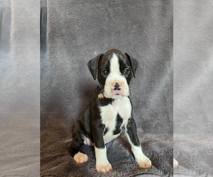 Boxer Puppy for sale in OTTERBEIN, IN, USA