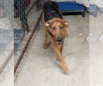 Small #4 Doberman Pinscher-German Shepherd Dog Mix