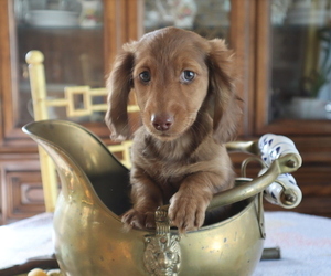 Dachshund Puppy for sale in MARATHON, NY, USA