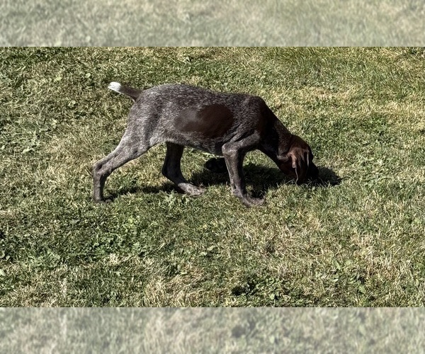 Medium Photo #5 German Shorthaired Pointer Puppy For Sale in SANBORN, NY, USA