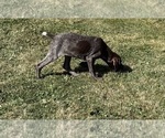 Small #4 German Shorthaired Pointer