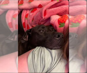 Labrador Retriever-Unknown Mix Dogs for adoption in Atlanta, GA, USA