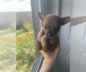 Medium Chihuahua