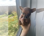 Puppy Daisy Chihuahua