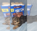 Small Photo #196 Yorkshire Terrier Puppy For Sale in AKRON, OH, USA