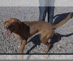 Small #9 Labrador Retriever Mix
