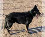 Small Photo #8 German Shepherd Dog Puppy For Sale in EL CENTRO, CA, USA