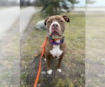 Small #4 American Pit Bull Terrier-American Staffordshire Terrier Mix